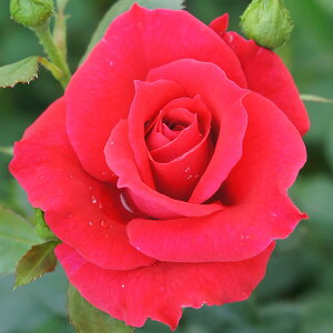 \̔ 25N11{oח\ oc 2Nc j[h[[W 4 J_ NC~O[Y ԕc oc Ԃ̕c KN c ΂ c 