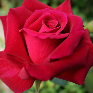 \̔ 25N11{oח\ oc 2N劔c GA[ OCX[Y  4 J_ ԕc oc Ԃ̕c KN c ΂ c