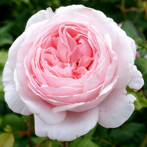 \̔ 25N11{oח\ oc 2N劔c tBKpi[T hBbN Vu 4 J_ ԕc oc Ԃ̕c KN c ΂ c  c o