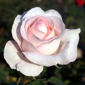 oc 2Nc hBbN |[Z 4 J_ nCubgeB[[Y ԕc oc Ԃ̕c KN c ΂ c