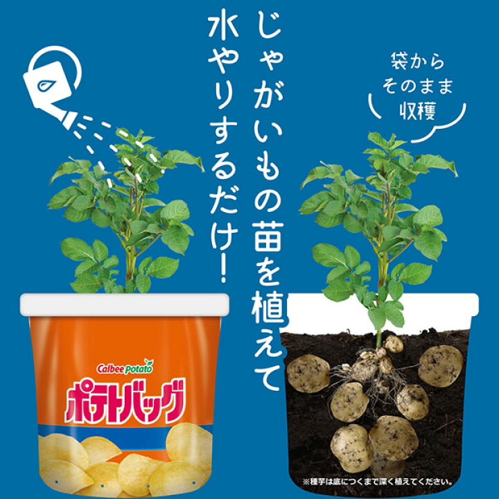 予約受付中 まとめ買い 袋で育てるじゃがいもの土 ポテトバッグ 12l 6袋 栽培用種芋 ぽろしり 6個入 2袋 セット プロトリーフとカルビーポテトの共同開発 イーハナス フラップとストラップハンドル付き2つのジャガイモ栽培バッグの植え付けバッグセット Vladatk Gov Ba 予約受付中 まとめ買い 袋で育てるじゃがいもの土 ポテトバッグ 12l 6袋 栽培用種芋 ぽろしり 6個入 2袋 セット プロトリーフとカルビーポテトの共同開発 イーハナス フラップとストラップハンドル付き2つのジャガイモ栽培バッグの植え付けバッグセット Vladatk Gov Ba
