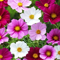 花の種 景観用 コスモス センセーション 混合 1L 約500g タキイ種苗 種 花 種 コスモス 種 花の種 はなの…