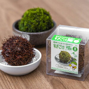 XMSP̑ۋ POMPON STCY rbNA[ XMSP ͔| RP ͔| ۋ ͔| RP ͔|  ͔| RP ANAE RP Ϗܗp RP  AEgbg