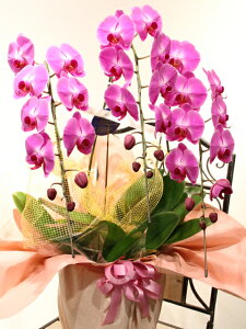 IӒisNj3{ 18,980~ĎDAbZ[J[hI10P03Dec16