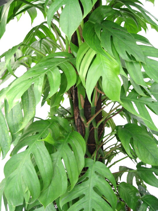 楽天市場】観葉植物 マングーカズラ 10号 大型(150cm~) インテリア 