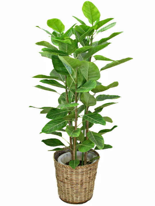 楽天市場】観葉植物 アルテシーマゴムの木10号3本立ち送料無料（一部 