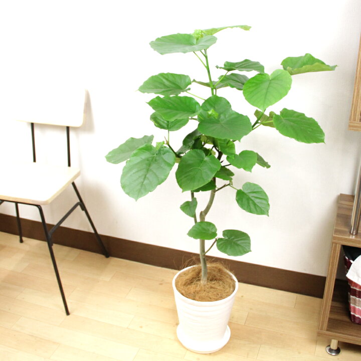 観葉植物 ウンベラータ7号幹曲り10p05nov16