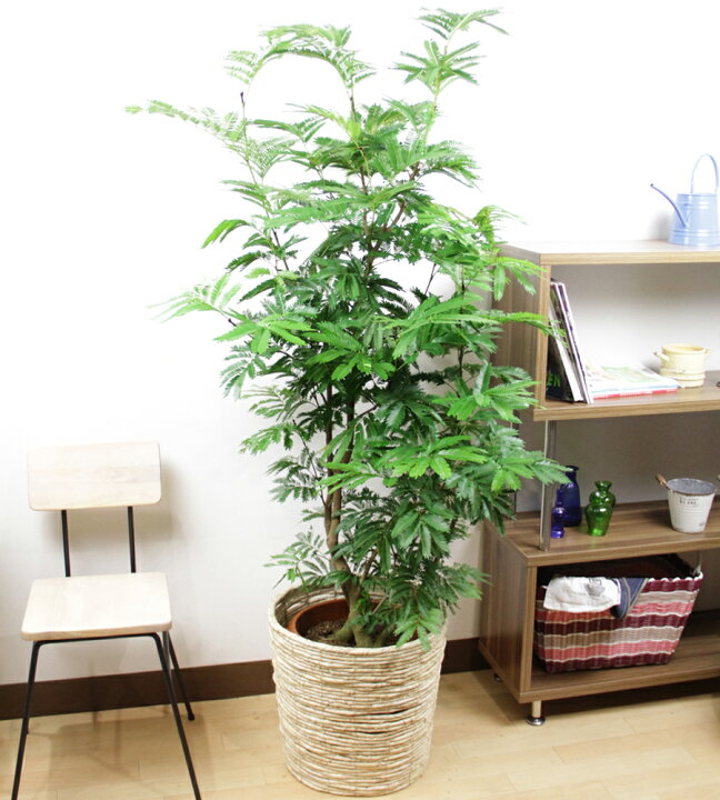 楽天市場】変化を楽しめる観葉植物 エバーフレッシュ10号送料無料 