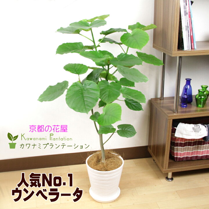 観葉植物 ウンベラータ7号幹曲り10p05nov16