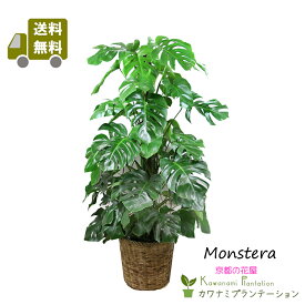モンステラ10号【送料無料】【立て札＆メッセージカード無料】エキゾチックで美しい観葉植物です