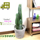 観葉植物　柱サボテン8号【送料無料】【ラッピング無料】