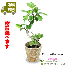 楽天市場 観葉植物 種類 植物 ゴムの木 花 観葉植物 花 ガーデン Diy の通販