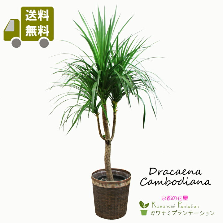 楽天市場 観葉植物ドラセナ カンボジアーナ１０号 送料無料 立て札 メッセージカード無料 カワナミプランテーション