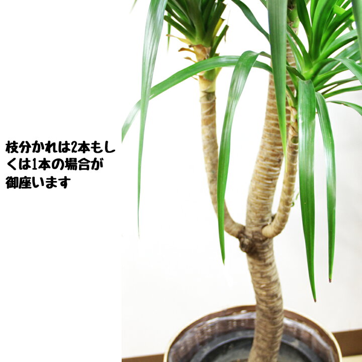 楽天市場 観葉植物ドラセナ カンボジアーナ10号 送料無料 立て札 メッセージカード無料 カワナミプランテーション 楽天市場 観葉植物ドラセナ カンボジアーナ10号 送料無料 立て札 メッセージカード無料 カワナミプランテーション