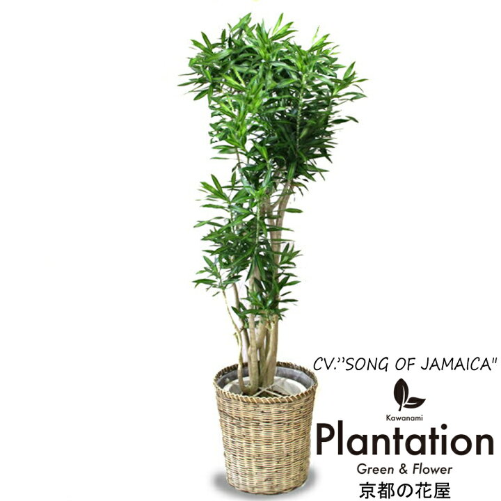 楽天市場 観葉植物 ソングオブジャマイカ10号 ラッピング無料 立て札 メッセージカード無料 カワナミプランテーション 楽天市場 観葉植物 ソングオブジャマイカ10号 ラッピング無料 立て札 メッセージカード無料 カワナミプランテーション
