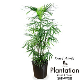 楽天市場 観葉植物 種類 植物 シュロチク 高さ 植物 131cm 花 観葉植物 花 ガーデン Diy の通販