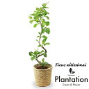 アルテシーマゴムの木幹曲り10号【立て札＆メッセージカード無料】ゴムの木の中でも葉色がとても美しい観葉植物です！10P03Dec16