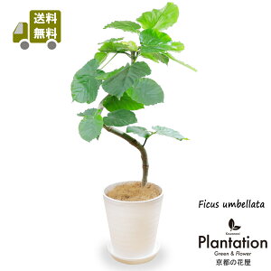 �y���������z�ϗt�A�� �E���x���[�^���Ȃ���y�l�C�̃Z���A�[�g8�����z�y���ĎD�����b�Z�[�W�J�[�h�����z