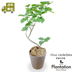 �E���x���[�^8�����Ȃ�O���[���J�o�[�t���i�X�g�[���e�N�X�`���j