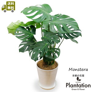 ϗtAXe8ZA[gyzyĎDbZ[WJ[hz