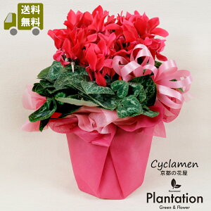 VNAyԐFƃsNFIׂ܂zyzΕNX}Xv[gANɁIybsOz