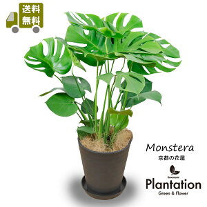 ϗtAXe8ZA[gyzyĎDbZ[WJ[hz