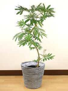観葉植物 8号 エバーフレッシュの人気商品・通販・価格比較 - 価格.com