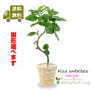 観葉植物 ウンベラータ7号幹曲り【送料無料！】【立て札＆メッセージカード無料】10P05Nov16