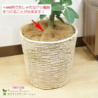 ヤシ繊維8号鉢用