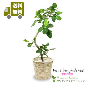 �ϗt�A���@�t�B�J�X �x���K�����V�X���Ȃ�8���������������b�s���O����