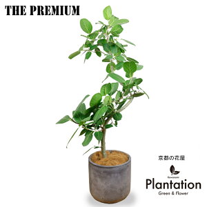 Ԍt́wiv̍KxIϗtA tBJX xKVXȂ8y픫Jo[tit@Co[NCjz yzChł͐Ȃ؁A̖؂ƂϗtA