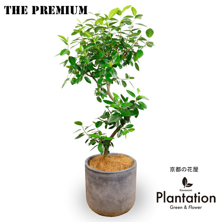 楽天市場】観葉植物 フランスゴムの木 8号曲がり 大型 軽量ファイバー 