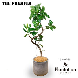 ϗtA@tBJX \tBA8픫Jo[tit@Co[NCjyzyĎDbZ[WJ[hzS̖؂̒łV̂Ŋ̋ȂϗtAłI532P1