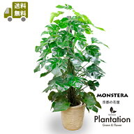 【送料無料】モンステラ 10号 大型 観葉植物 尺鉢 150cm〜170cm 本物 迫力満点 巨大 大株 育てやすい 室…