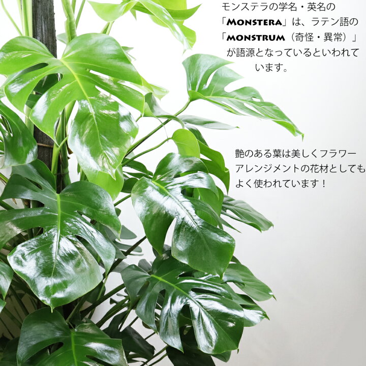 楽天市場】【送料無料】モンステラ 10号 大型 観葉植物 尺鉢 150cm 