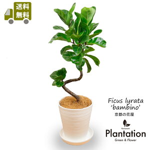 JVoSior[mj̖؊Ȃ7ZA[gyzMtgΉy{ĎDbZ[WJ[hzS̖؂̒łtFƂĂϗtAłI532P15May16