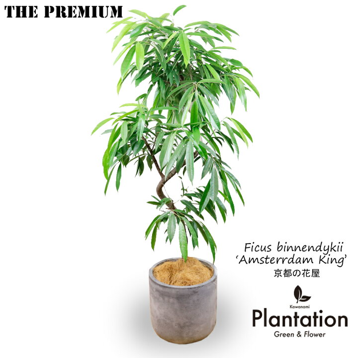 楽天市場】花言葉は『永久の幸せ』！観葉植物 フィカス アムステルダム  