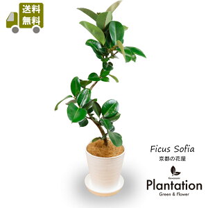 yzϗtA tBJX@\tBAȂylC̃ZA[g8zyĎDbZ[WJ[hz