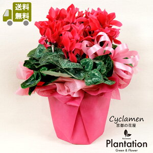 VNAyԐFƃsNFIׂ܂zyzΕNX}Xv[gANɁIybsOz