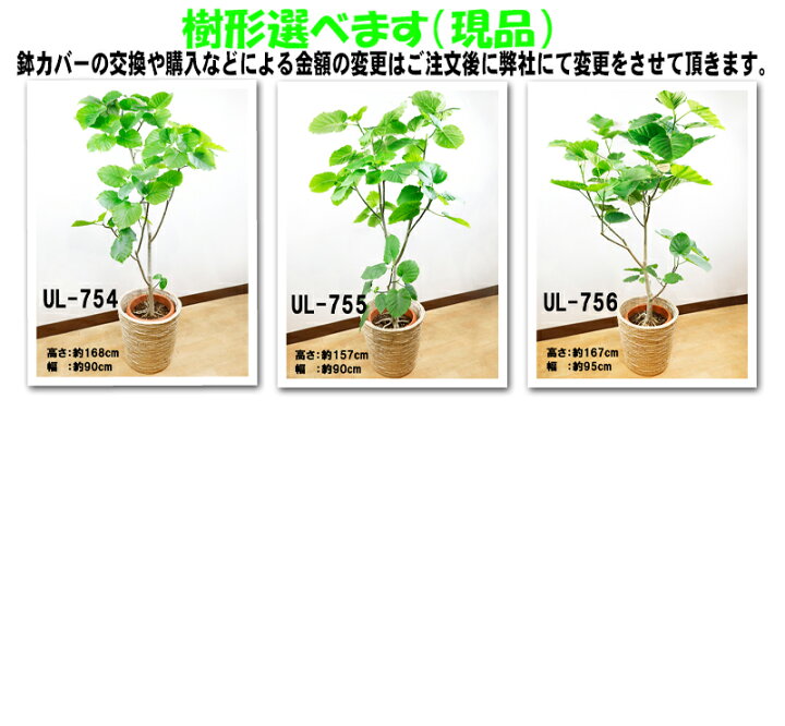 楽天市場】【送料無料】 観葉植物 フィカス ウンベラータ 10号 選べる 