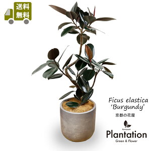 ϗtA@tBJX@o[KfB8픫Jo[tit@Co[NCjyzyĎDbZ[WJ[hzԌt́wi̍KxpɂMtgɂsb^̊