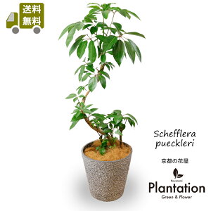 ϗtA@VFt cs_TX8Xg[eNX`[Jo[tyzyĎDbZ[WJ[hzԌt́wKxŎpɂMtgɂsb^̊ϗtA