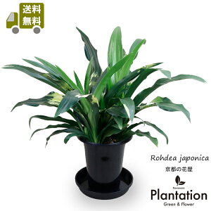 NiIgjD@5yzyĎDbZ[WJ[hz