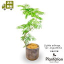 【 送料無料】観葉植物 エバーフレッシュ 8号 幹曲がり ファイバークレイ製鉢カバー付 大型インテリア おしゃれ 開店…