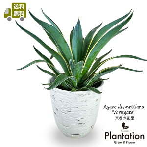 yzϗtAAKxExlYG@oGK[^8AeB[NdĔJo[tyĎDbZ[WJ[hAbsOz