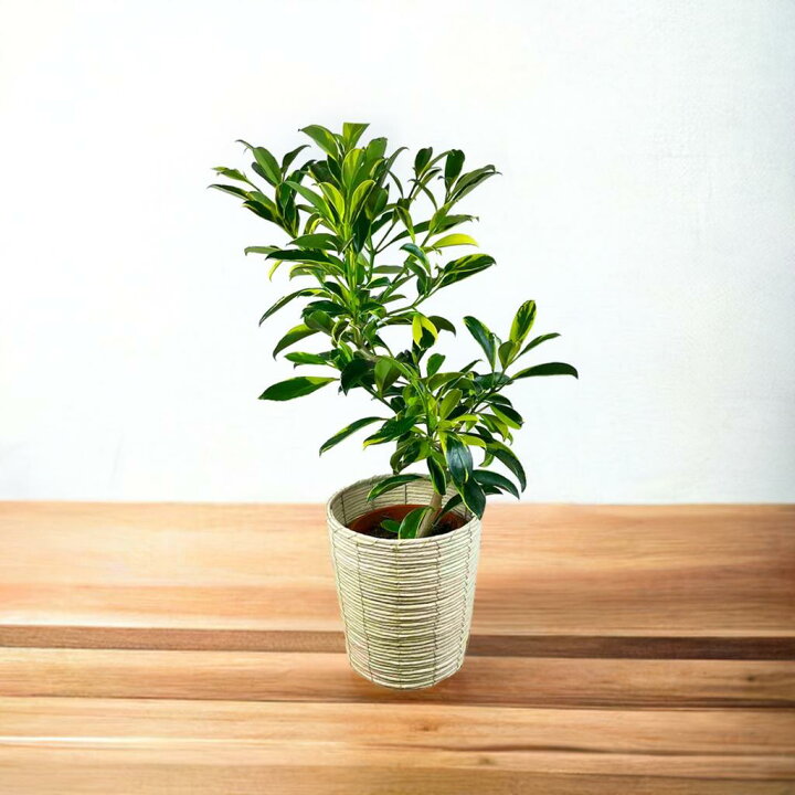 楽天市場】【送料無料】希少 斑入り 観葉植物 ファグラエア 