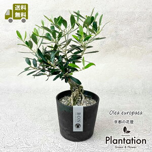 iII[u@SOUJU@~́@No.1yIzyĎDbZ[WJ[hz