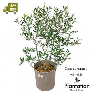 I[u@qiJ[@8TCY@yIzyĎDbZ[WJ[hz