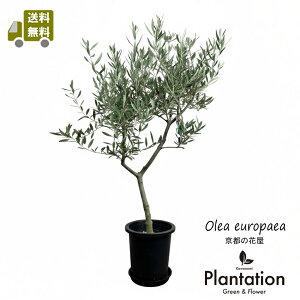 i@I[u7@sNA@No.2yIzyĎDbZ[WJ[hz