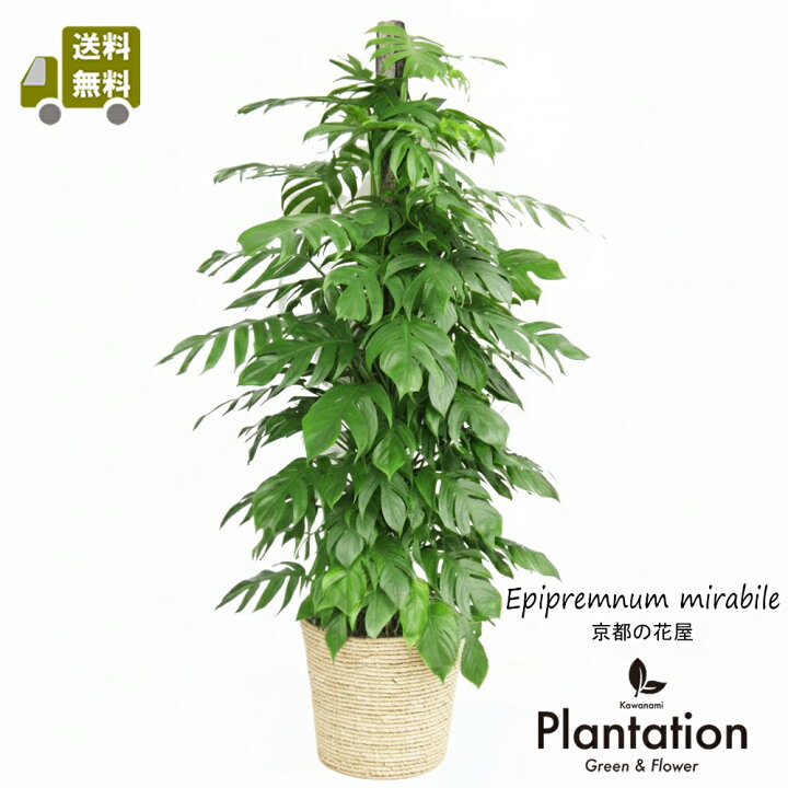 楽天市場】観葉植物 マングーカズラ 10号 大型(150cm~) インテリア 